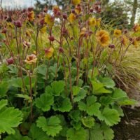 Geum ‘Tempo Yellow’