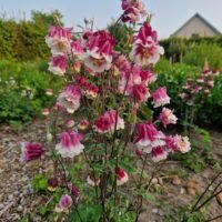 Aquilegia vulgaris ‘Petticoat Pink’