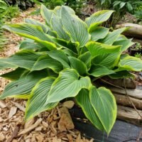 Hosta ‘Yellow River’