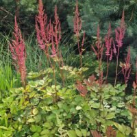 Astilbe ‘Mighty Pip’