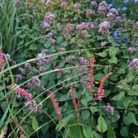 Eupatorium rugosum ‘Lucky Symphony’