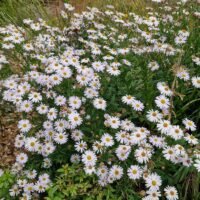 Aster B.p(3)