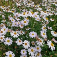 Aster B.p(3)