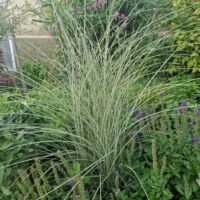 Miscanthus sinensis ‘Morning Light’