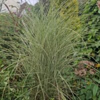 Miscanthus sinensis ‘Morning Light’
