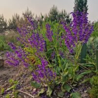 Salvia pratensis ‘Twilight Serenade’