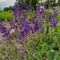 Salvia pratensis ‘Twilight Serenade’