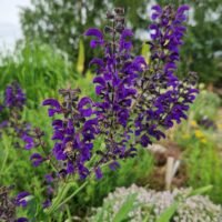 Salvia pratensis ‘Twilight Serenade’