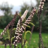 Cimicifuga simplex ‘Pink Spike’