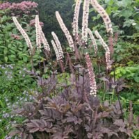 Cimicifuga simplex ‘Pink Spike’