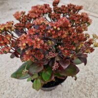 Sedum ‘Conga Line’