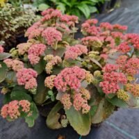 Sedum ‘Coraljade’