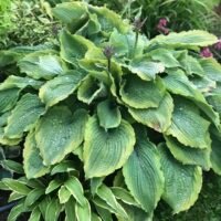 Hosta ‘Spartacus’
