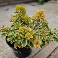 Sedum takesimense ‘Atlantis’
