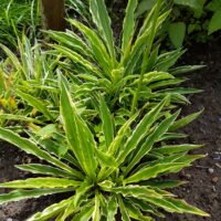 Hosta ‘Stiletto’