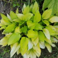 Hosta ‘Green With Envy’