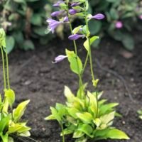 Hosta ‘Green With Envy’