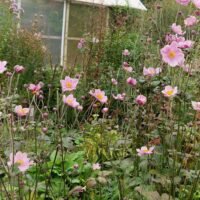Anemone x hybrida ‘Loreley’