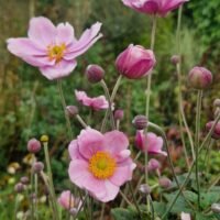 Anemone x hybrida ‘Loreley’