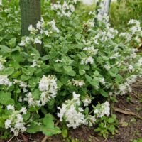 Nepeta racemosa ‘Snowflake’