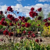 Aquilegia vulgaris var. stellata ‘Ruby Port’