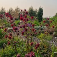 Aquilegia vulgaris var. stellata ‘Ruby Port’