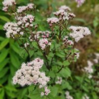 Eupatorium rugosum ‘Lucky Symphony’
