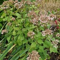 Eupatorium rugosum ‘Lucky Symphony’