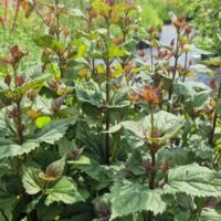 Eupatorium rugosum ‘Lucky Symphony’