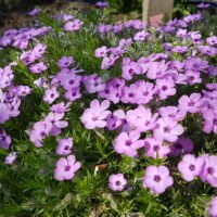 Šliaužiantys flioksai