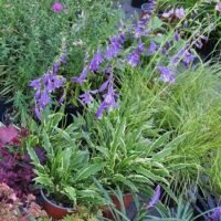 Hosta ‘Stiletto’