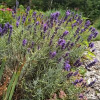Lavandula ‘Silver Mist’