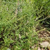 Mentha arvensis ‘Strawberry’