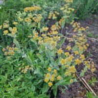 Bupleurum longifolium ‘Bronze Beauty’