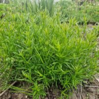 Asperula aristata subsp. scabra