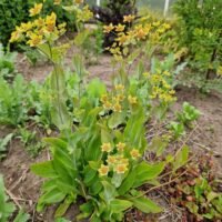 Bupleurum longifolium ‘Bronze Beauty’