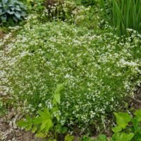 Asperula aristata subsp. scabra