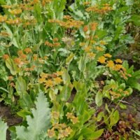 Bupleurum longifolium ‘Bronze Beauty’