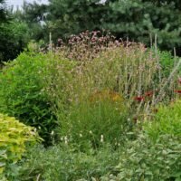 Sanguisorba „Fire Explosion’