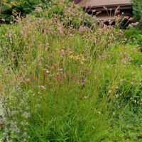 Sanguisorba „Fire Explosion’