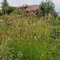 Sanguisorba „Fire Explosion’