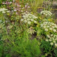 Peucedanum rablense