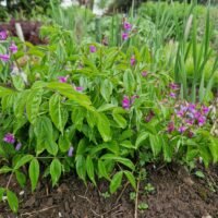 Lathyrus vernus