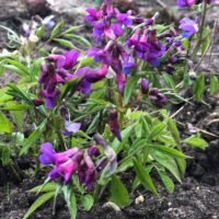 Lathyrus vernus