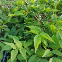 Lathyrus vernus