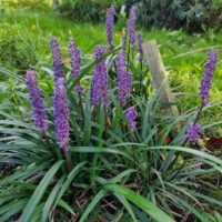 Liriope muscari