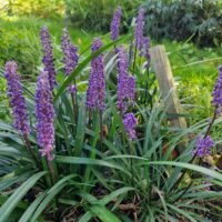 Liriope muscari