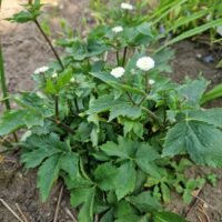 Ranunculus aconitifolius ‘Pleniflorus’