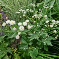 Ranunculus aconitifolius ‘Pleniflorus’