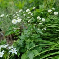 Ranunculus aconitifolius ‘Pleniflorus’